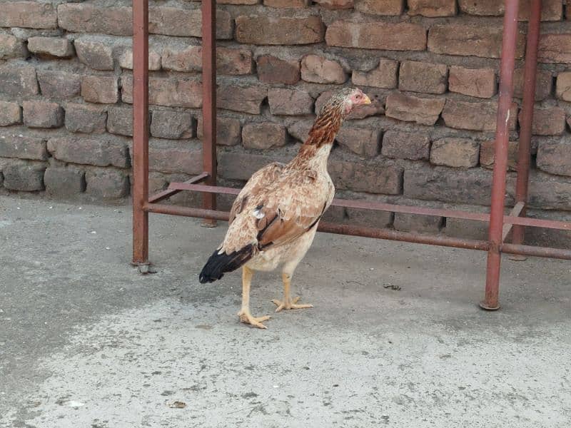 desi hen 9