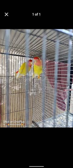 lutino love bird adult