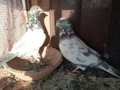 Kabli Pigeons for sale Whatsapp: 03170223125