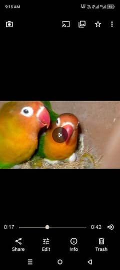 love bird 03006020223