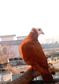 mukhi pegion breeder female