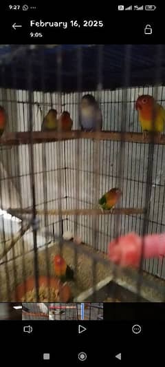 Sunday Offer:- Lovebirds healthy adult at very reasonable price