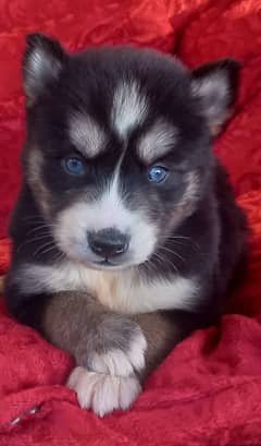 Siberian Husky. Female. Blue Eyes. Wooly Coat. Heavy Bone Structure