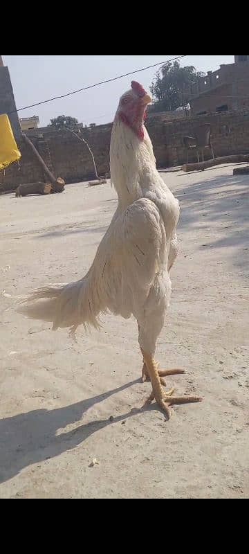 Aseel Birds for sale 1