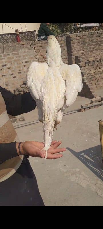 Aseel Birds for sale 3