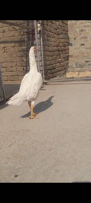 Aseel Birds for sale 5