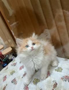 Triple coated Persian kittens for sale(adult cats on adoption)