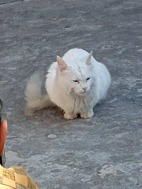 Siberian male cat for sale 0