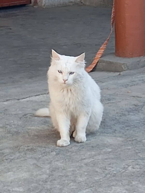 Siberian male cat for sale 2