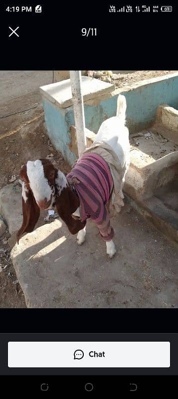 4 month goat For sale 2