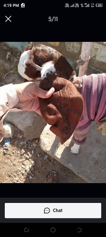 4 month goat For sale 3