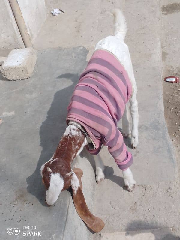 4 month goat For sale 4