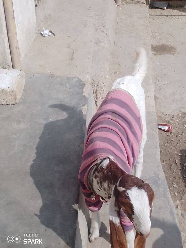 4 month goat For sale 5