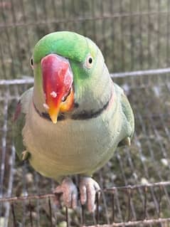 raw parrot healty and active…. . talking