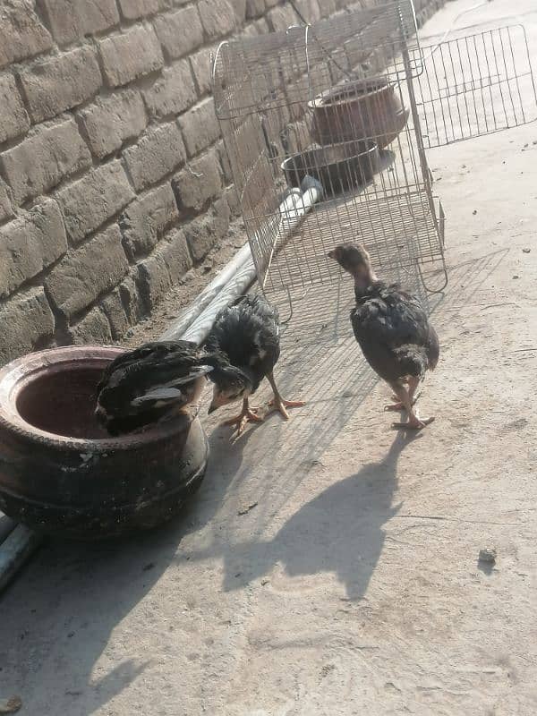 Pure Aseel Chicks For sale 2