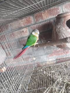 yellow sided red fector conure