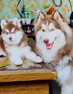 Husky puppies 03361777030