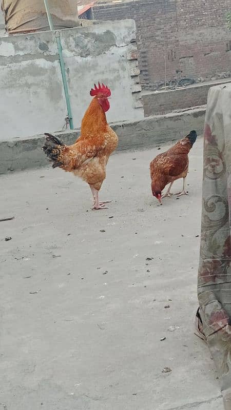 healthy and active murgi for sale 0