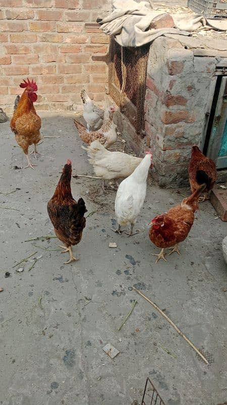 healthy and active murgi for sale 1