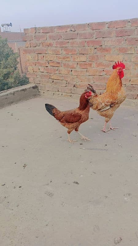 healthy and active murgi for sale 2