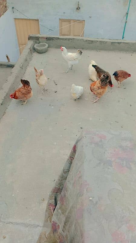 healthy and active murgi for sale 5