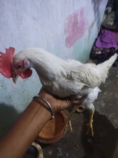 Male rooster 4 month ka Rs600