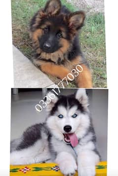 Husky puppies German shepherd 0336/1777/030