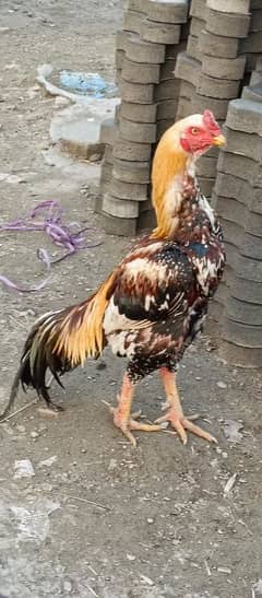 Aseel murgh for sale