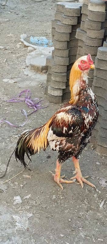 Aseel murgh for sale 1