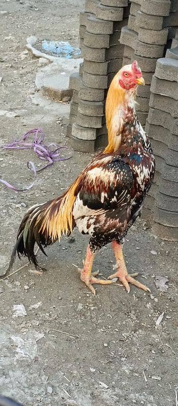 Aseel murgh for sale 2