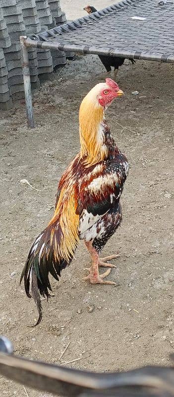 Aseel murgh for sale 3