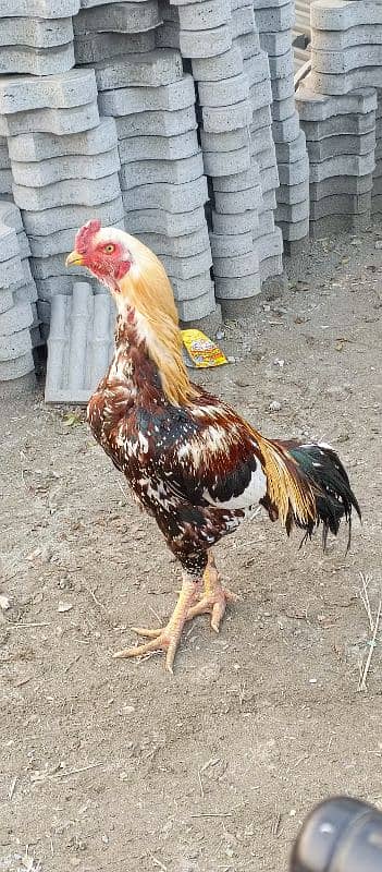 Aseel murgh for sale 4