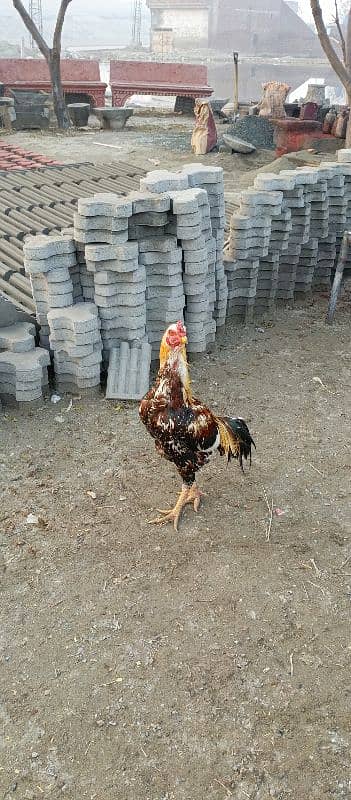 Aseel murgh for sale 5