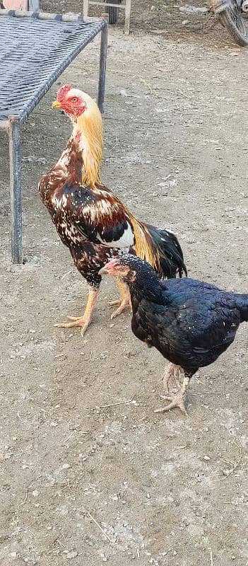 Aseel murgh for sale 6