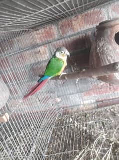 green chick yellow sided conure