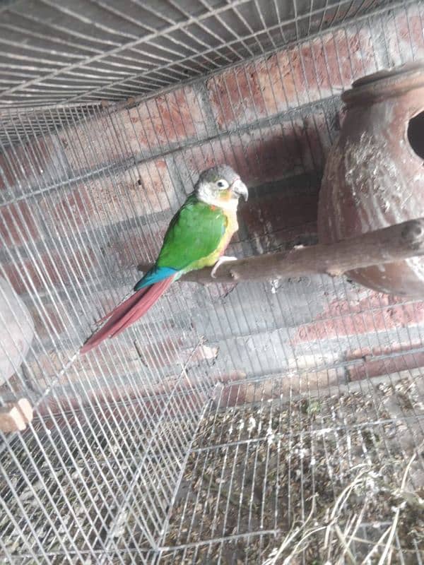 green chick yellow sided conure 0