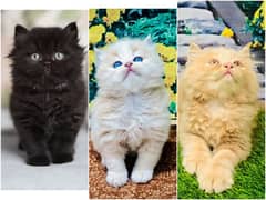 Persian Punch face triple coat cat Kitten