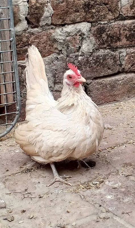 2 Japanese Bantam females 0