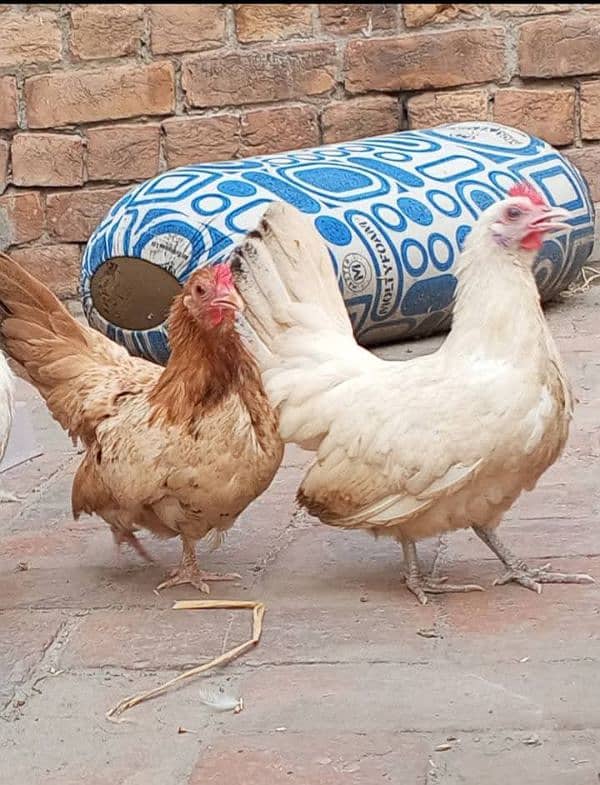 2 Japanese Bantam females 1