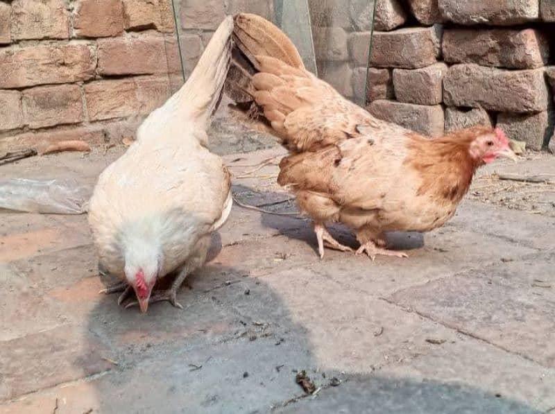 2 Japanese Bantam females 2