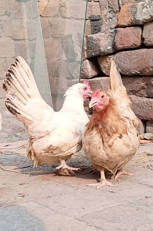 2 Japanese Bantam females 3