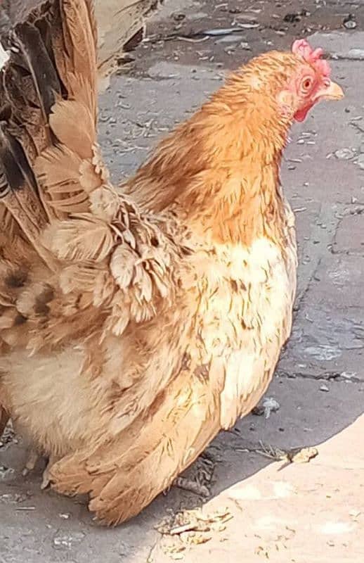 2 Japanese Bantam females 4