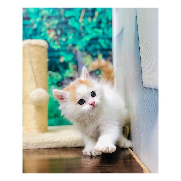 Persian Punch face triple coat cat Kitten 8