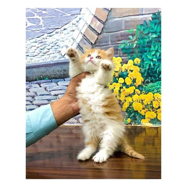 Persian Punch face triple coat cat Kitten 6