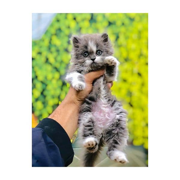 Persian Punch face triple coat cat Kitten 14