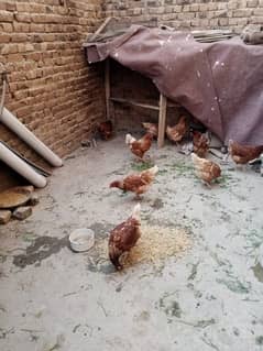 Lemon Brown Female Hens Available for sale