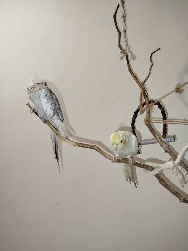 Cockatiel Pair hand tamed (with cage) 2