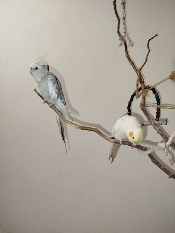 Cockatiel Pair hand tamed (with cage) 3