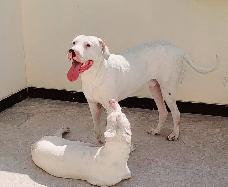 Beautiful Dog Goltair In White Color 0