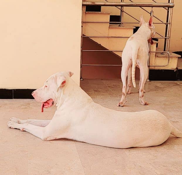 Beautiful Dog Goltair In White Color 1